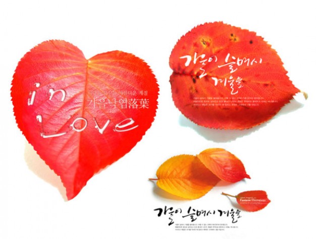 autumn red leaves series material with love sign