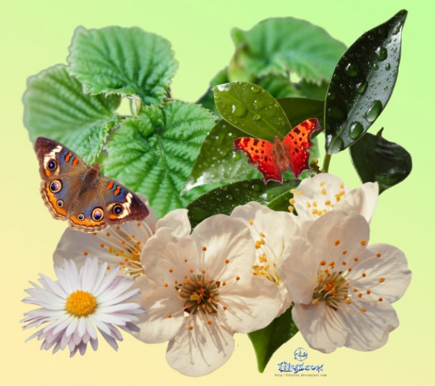 spring pack plant butterfly material like leaf mum flower