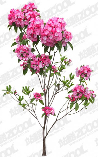 whole grain cuckoo flower layered material