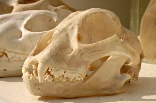 3d print tiger Skull cranium about Netherlands Brain