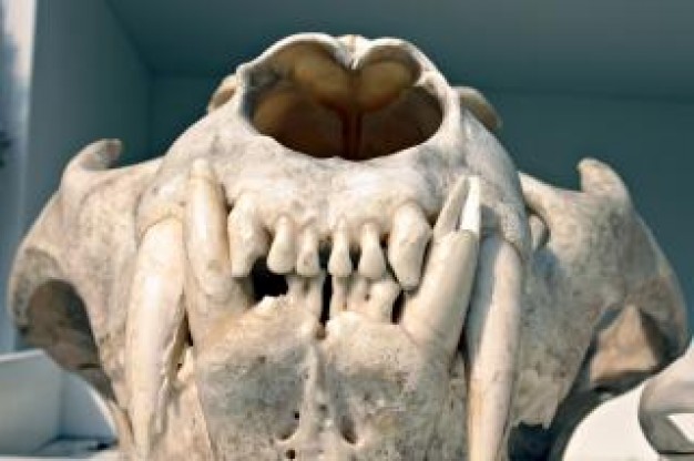 3d printing lion Skull about Netherlands Wired