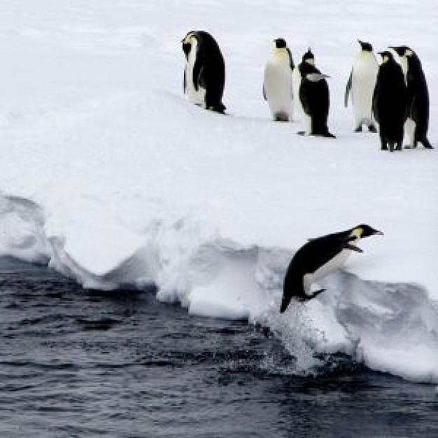 Antarctica penguin Antarctic jump about Penguin Biology