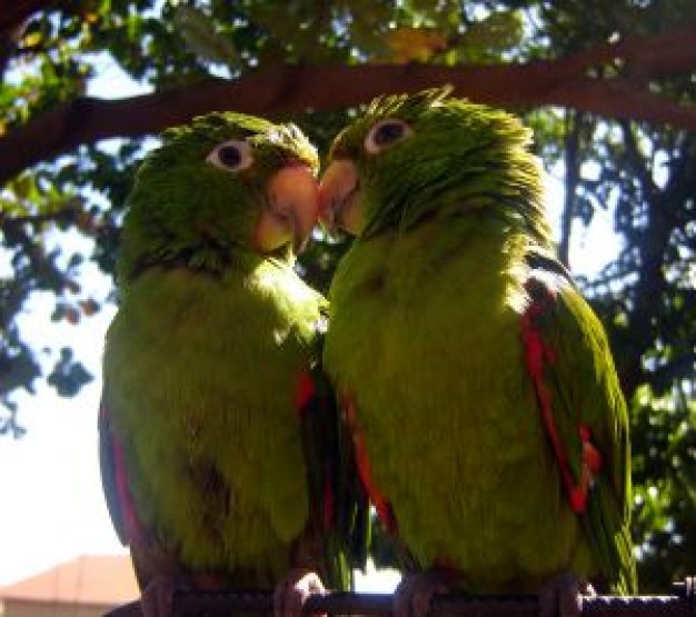 Bird bird Parrot love srb about Pet Parakeet