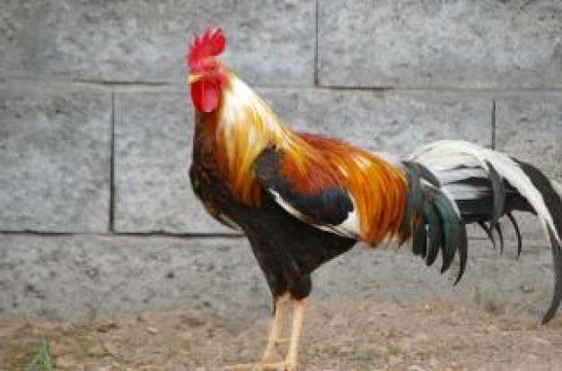 Chicken cock Rooster wings about Home Poultry