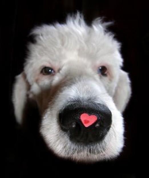 Dog heart Recreation on nose about Pets Gray