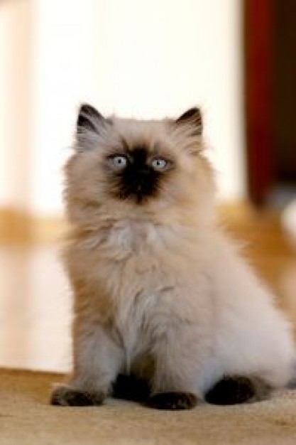 Himalayas persian Cat himalayan about Nepal Persian