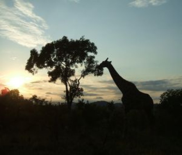 Africa giraffe silhouette sunset about South Africa Travel and Tourism