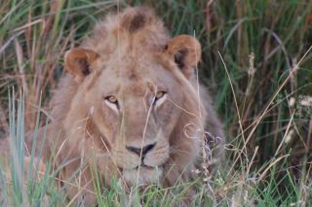 Africa lion International front view for Conservation of Nature predator animal