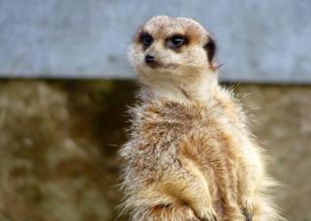 Africa Meerkat about Namibia South Africa