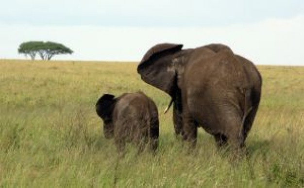 Africa two Serengeti National Park elephants back view about Tanzania Serengeti