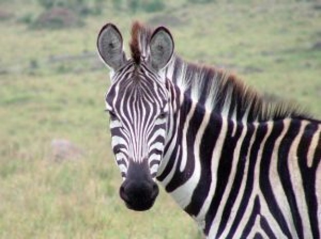 Africa zebra in grassland about Grévy's zebra Equidae Mountain Zebra Biology Mammalia