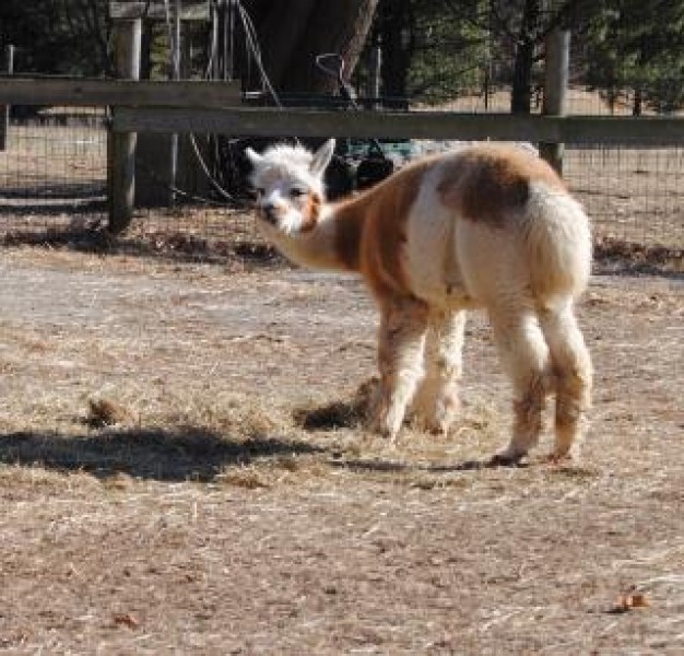 Alpaca alpaca Camelid stare looking back me about sand