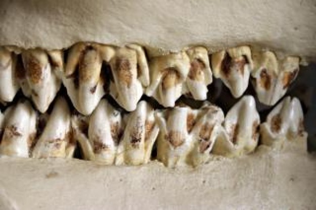 animal Fossil teeth cut about Recreation death art