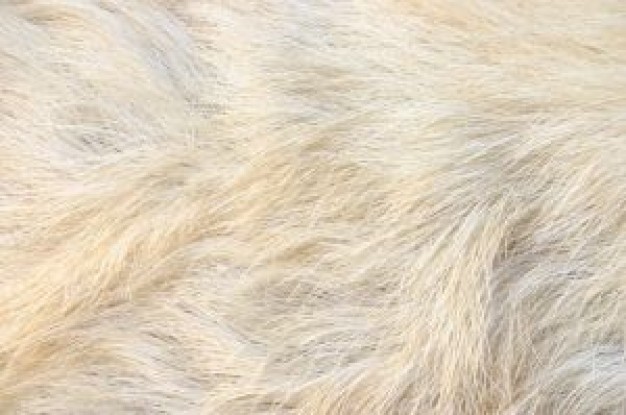 animal fur about India Chiffon cake