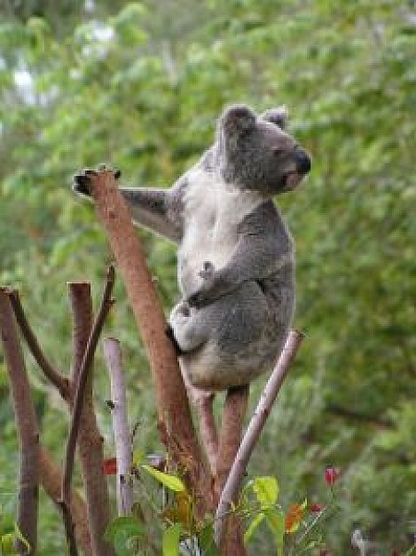 Australia koala about Australian animal