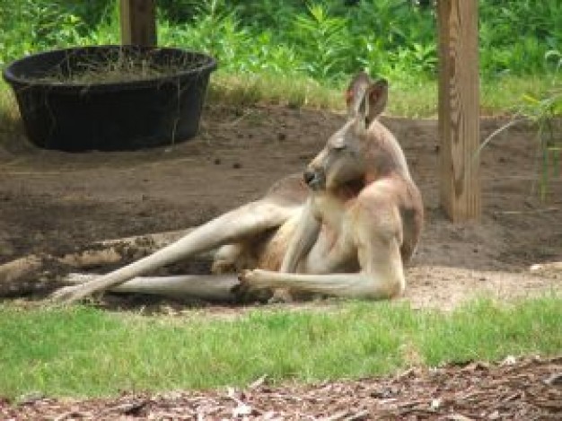 Australia relaxing Kangaroo with joey about Marsupial