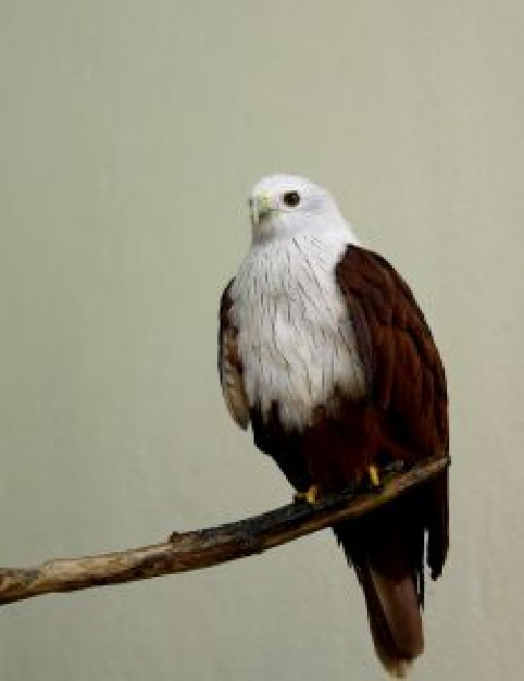 Bird regal eagle standing on branch about Biology Zoology