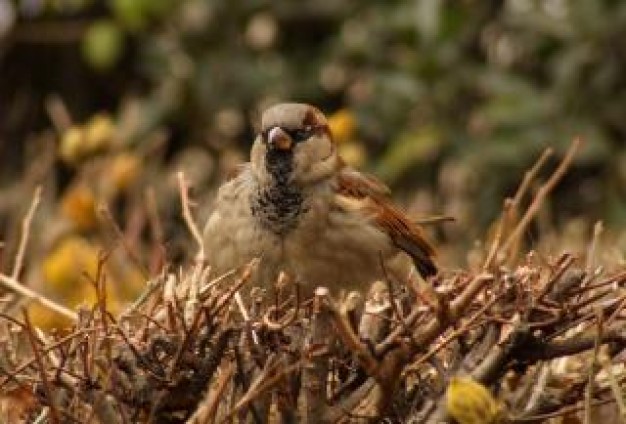 Bird sparrow House Sparrow bird about Sparrow