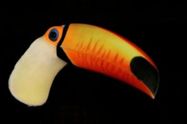 Bird toucan Recreation with black background about Wildlife Costa Rica Toucan Arts