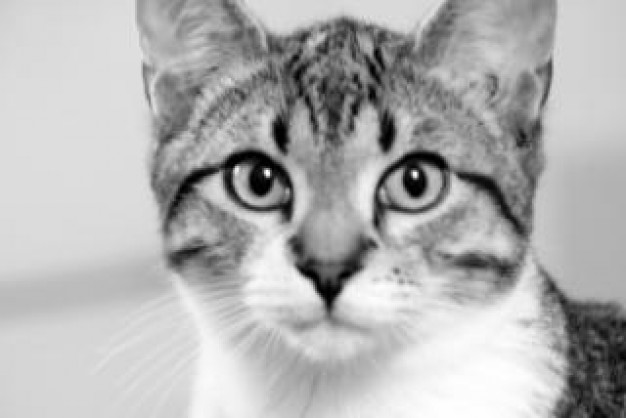 black and white cat Portrait staring about Photography Business