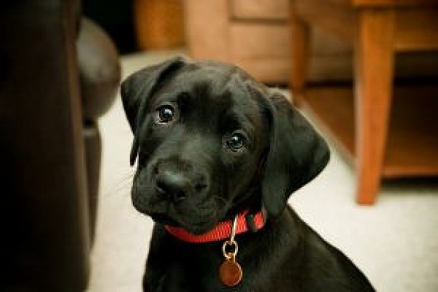 black Dog puppy Pet about Black Lab Labrador Retriever Breed Recreation Puppy
