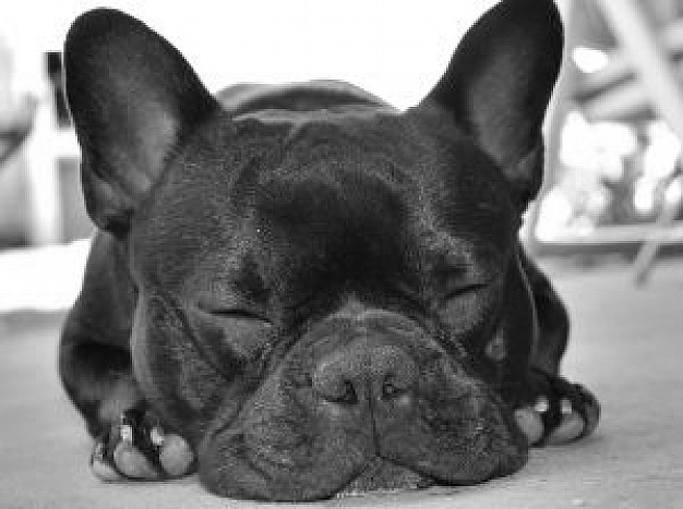 black French bulldog Dog frances about Bulldog Pets