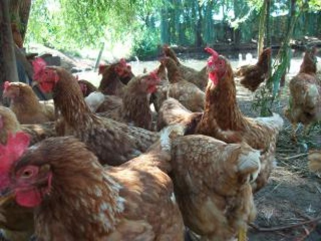 Blair Underwood hens NBC about farm aminal