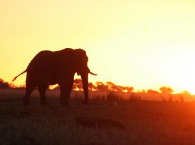 Botswana africa with sunset background about Namibia Chobe National Park