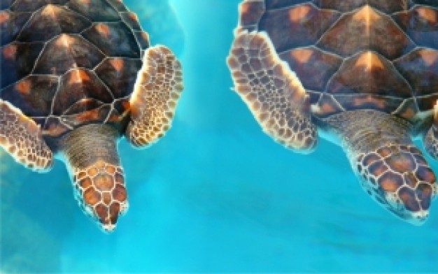 Brazil tartarugas Bahia turtle pair about South America Travel and Tourism Rio de Janeiro Paraty Bea