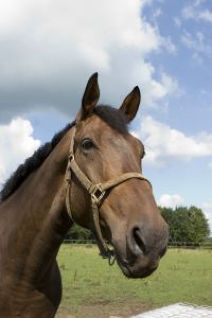 brown Stallion horse head about Sports Equestrian