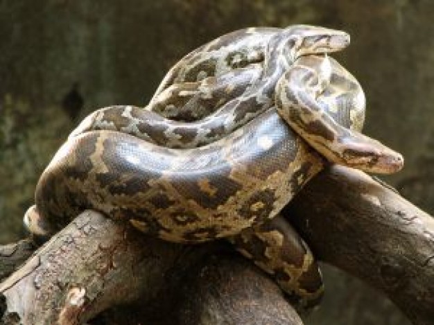 Burmese Python Florida in woods about Everglades National Park Biology Letters National Park Service