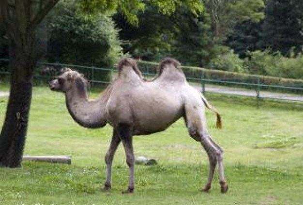 Camel Bactrian Camel zoo about Middle East Dromedary