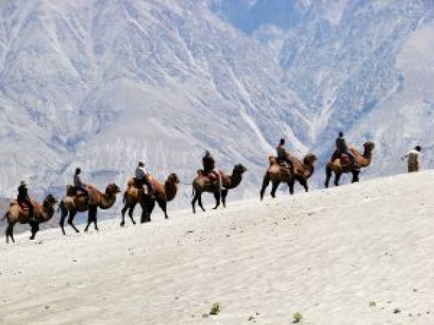 Camel Dromedary ride about Bactrian Camel Western Australia