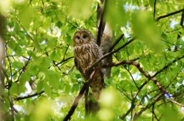 Carnivore owl Biology carnivore in forest about Flora and Fauna Chordata