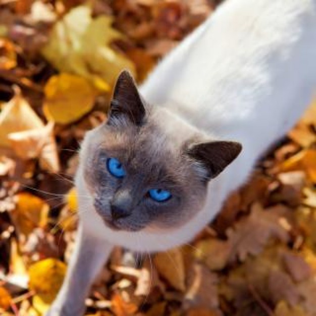 Cat autumn Pets cat soft with agate eyes about Recreation Behavior