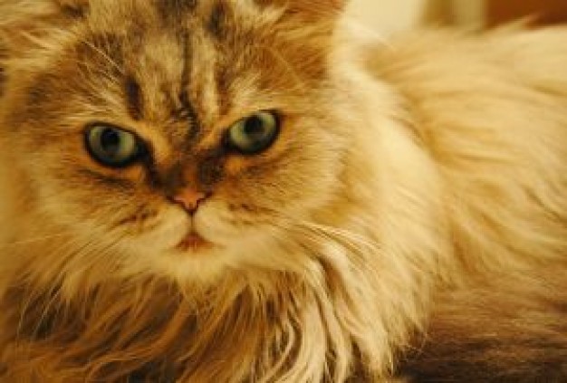 Cat cattexture Recreation about Pets Persian Whisky Persian language