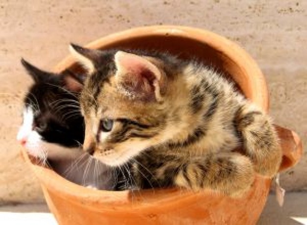 Cat kittens Recreation in a pot pair about Pets Kitten