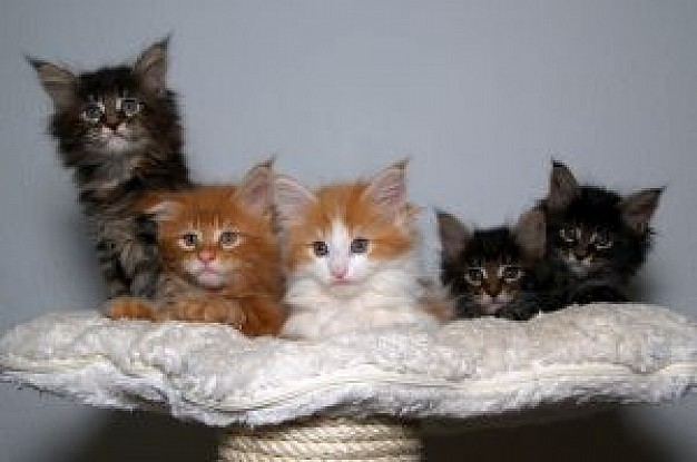 Cat maine Maine coons kittens about Pets Recreation
