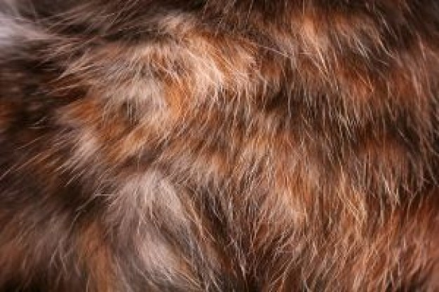 Cat Recreation fur about Pets