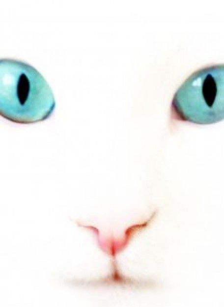 Cat white Pets cat face close-up with blue eyes about Recreation Shopping