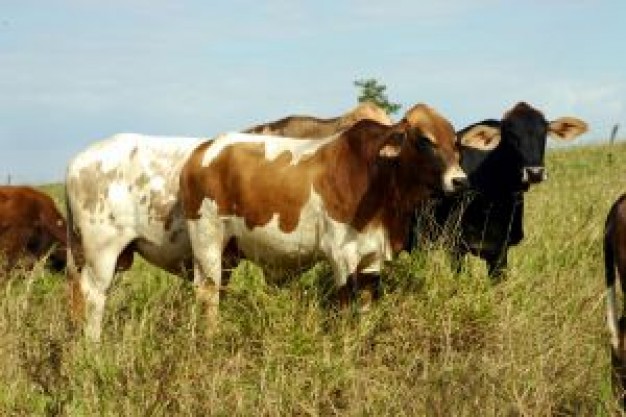 Cattle mooooo Livestock in grassland about Beef Meat