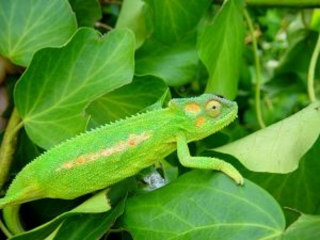 Chameleon Pet hunting for a meal about Veiled chameleon Travel and Tourism