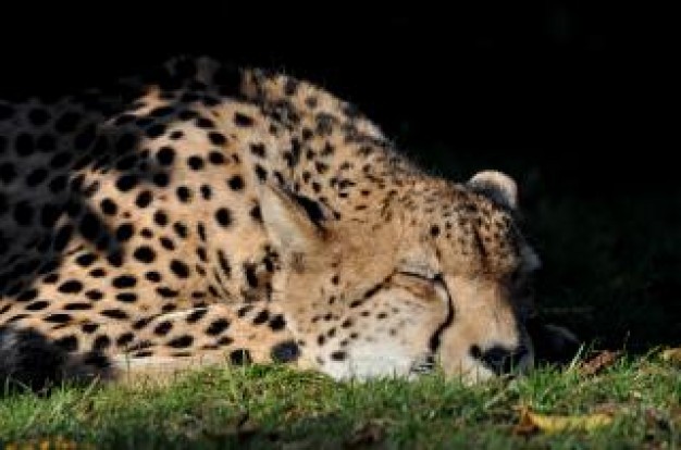 Cheetah sleeping South Africa cheetah about Felidae India