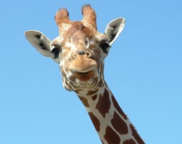 Copenhagen giraffe Copenhagen Zoo head close-up and sky about Biology Zoology