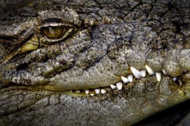 Crocodile Florida eyes close-up about animal Saltwater crocodile