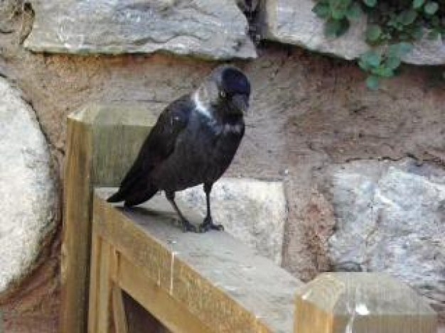 Crow Bird family of crows about Biology Flora and Fauna