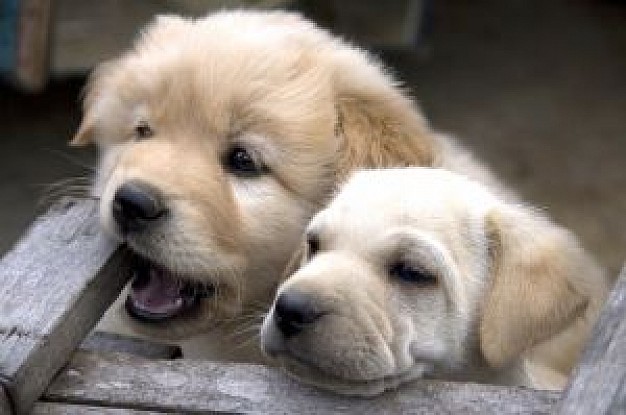 cute Pets puppies about Recreation Dogs