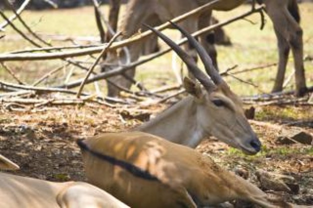 Deer Hunting buck mating at farm about Antler Game