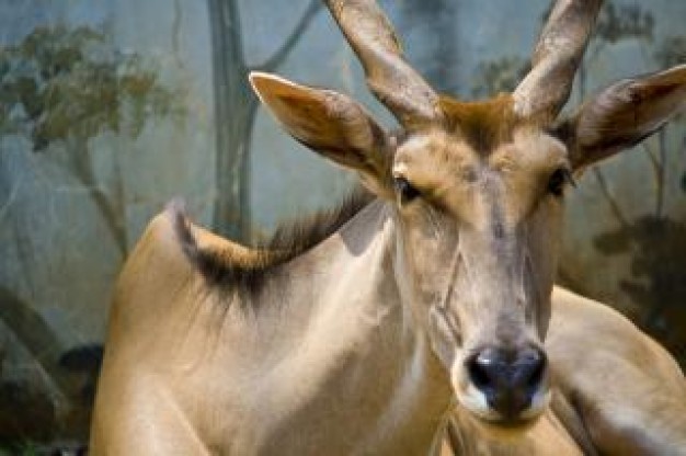 Deer Hunting buck whitetail about Antler Outdoors