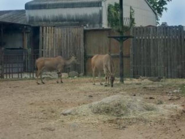 Deer Recreation animal about Biology Outdoors